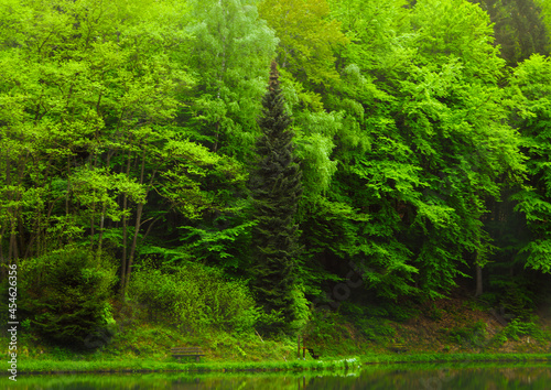 Forest surrounding the Waldsee in Theißtal in Niedernhausen, Hessen, Germany