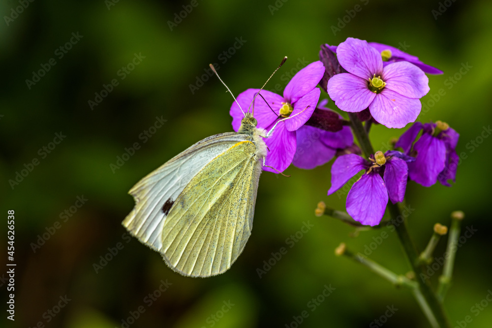 Beautiful cabbage white butterfly gets the nectar from a purple flower of the Erysimum Bowles Mauve with blurred background Beautiful cabbage white butterfly gets the nectar from a purple flower of the Erysimum Bowles Mauve with blurred background