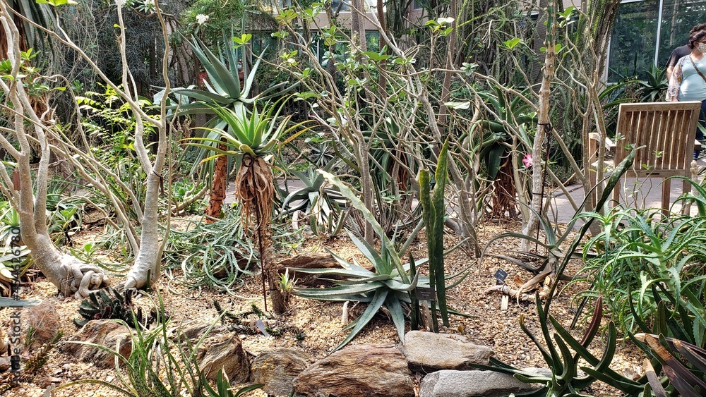 ATL Botanical Gardens - Atrium Succulents ATL Botanical Gardens - Atrium Succulents
