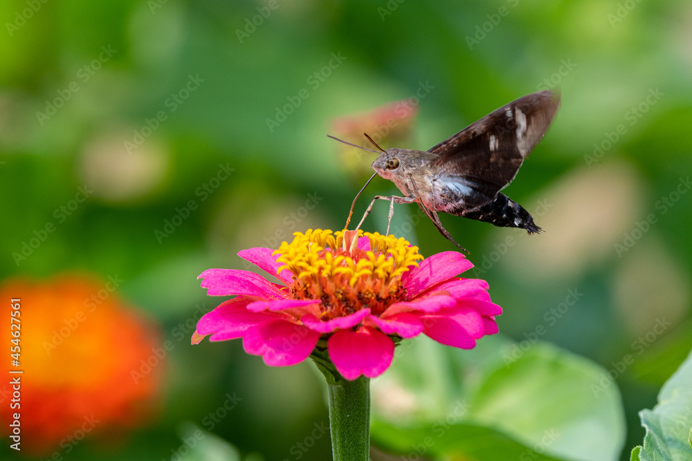 Closeup of a hummingbird moth pollinating a bright pink zinnia flower - Michigan Closeup of a hummingbird moth pollinating a bright pink zinnia flower - Michigan