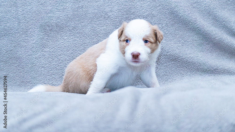 Border collie puppy white and cream sitting on the grey blanket Border collie puppy white and cream sitting on the grey blanket