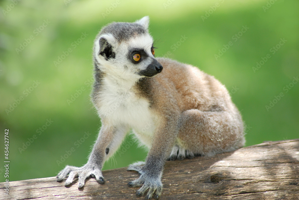 Fototapeta premium Closeup shot of a Ring-tailed lemur (Lemur catta) sitting on the branch in the forest