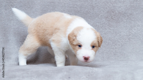 Border collie puppy white and cream sitting on the grey blanket