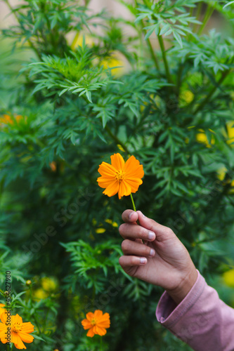 Beautiful Asian girl hand holding orange cosmos flower in the garden.