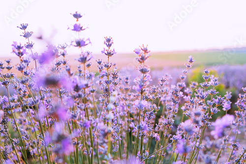 Blooming bush of lavender flower on the background of sunset in the summer.
