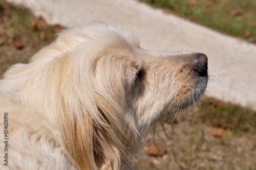 Pyrenean Mountain Dog is resting