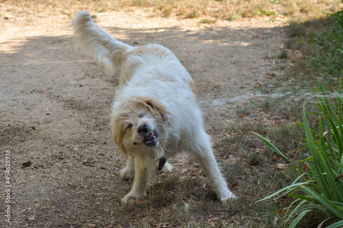 Pyrenean Mountain Dog plays with water