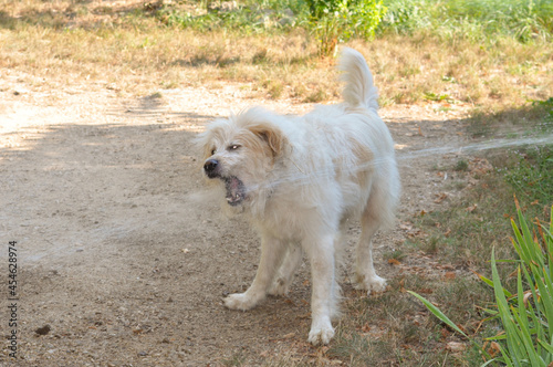 Pyrenean Mountain Dog plays with water