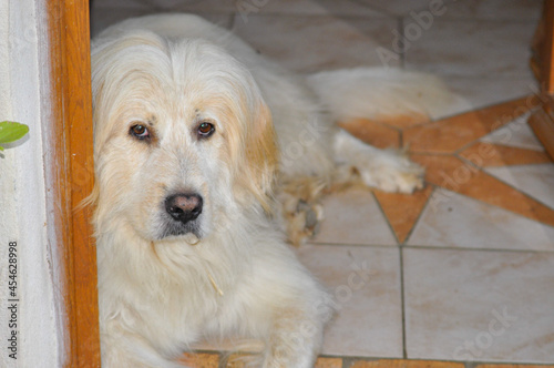 Pyrenean Mountain Dog looks with intelligent eyes