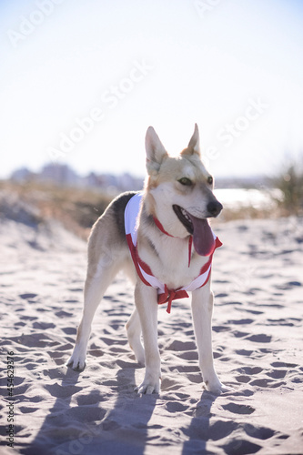 Perro de playa  perros en la playa  perros con correa  perros con ropa