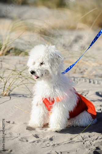 Perro caniche de paseo en la playa con correa y ropa photo