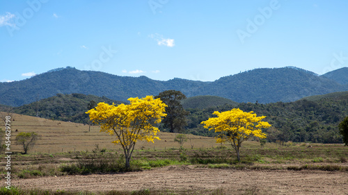 landscape with mountain and two yellow ipe trees photo