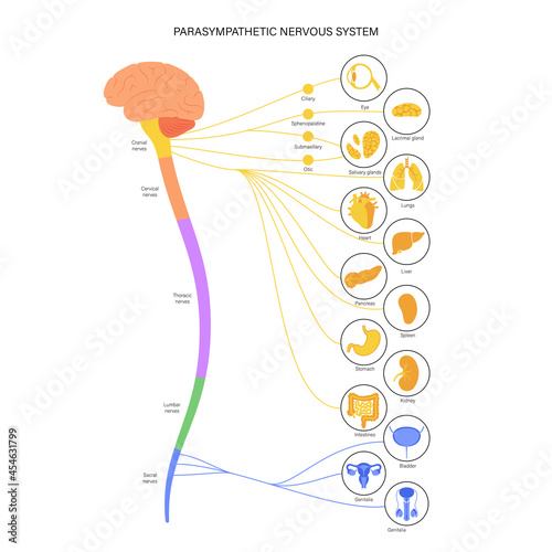 Parasympathetic nervous system