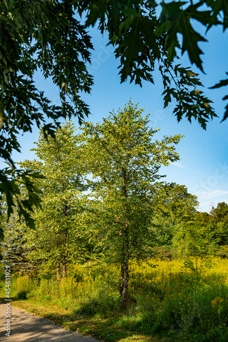 Two birches by the road on the summer field