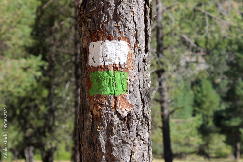 White and green paint mark on a tree to indicate path in the forest