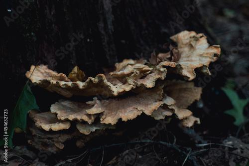A yellow wood-decay fungus on a growing near a tree. Copy space.
