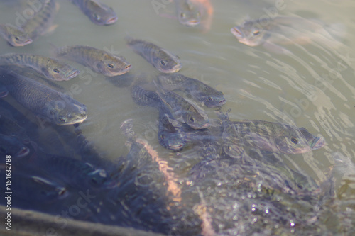 Nile tilapia fish  also known as ikan nila or mujair  come to the surface to breathe oxygen in a local Indonesian fish pond during the midday.