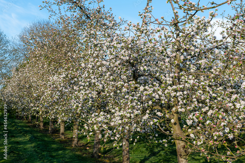 Apple blossom in bloom in a modern cider orchard