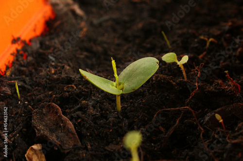 Close-up of a small sprout of Algarrobo, native tree of Argentina.