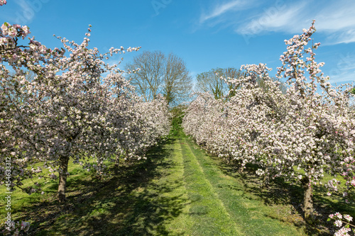 Apple blossom in bloom in a modern cider orchard