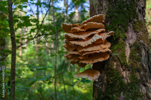 Mushroom - tinder fungus grows in the forest on an old birch