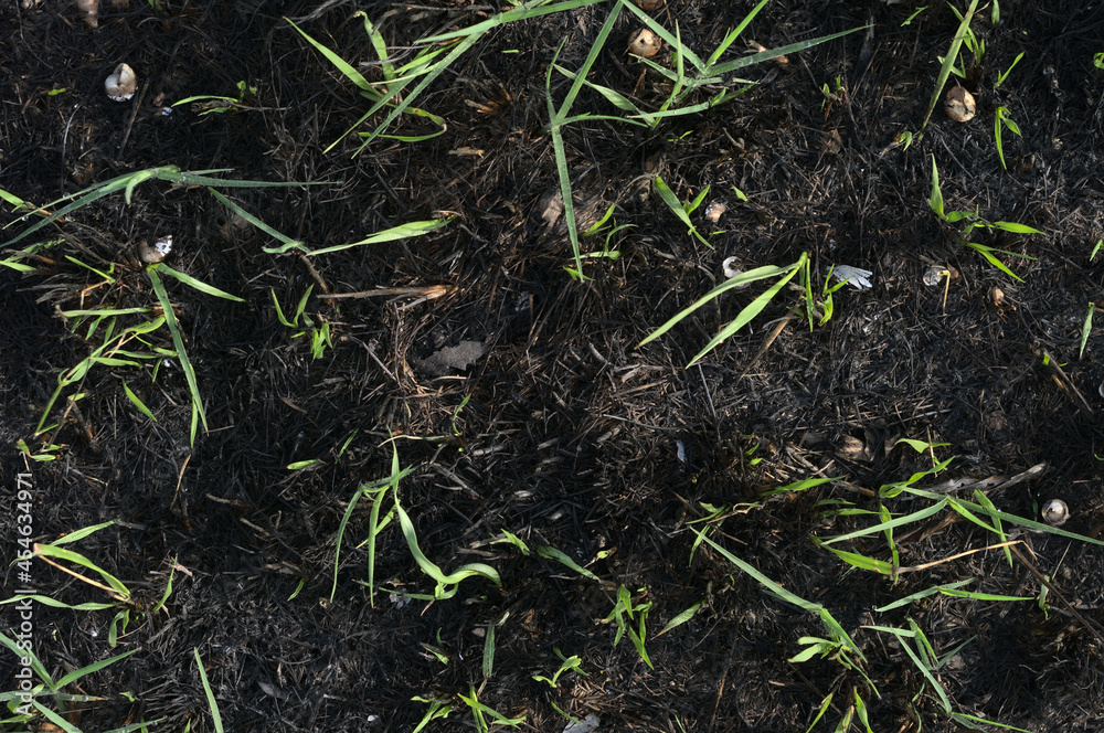 Green grass growing on scorched earth Green grass growing on scorched earth