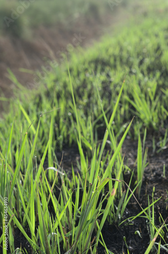 Green grass growing on scorched earth