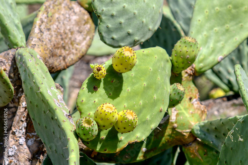Opuntia ficus-indica with ripe fruit  prickly pears