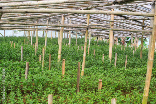 Flowers production and cultivation in the greenhouse in Indonesia. photo