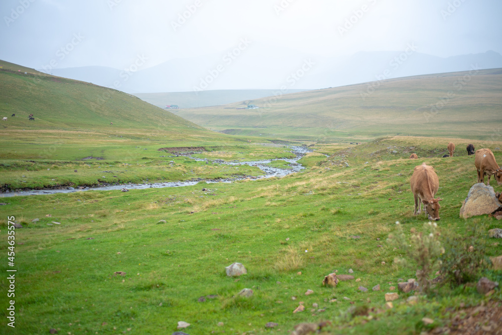 Fototapeta premium Mountain river stream summer landscape