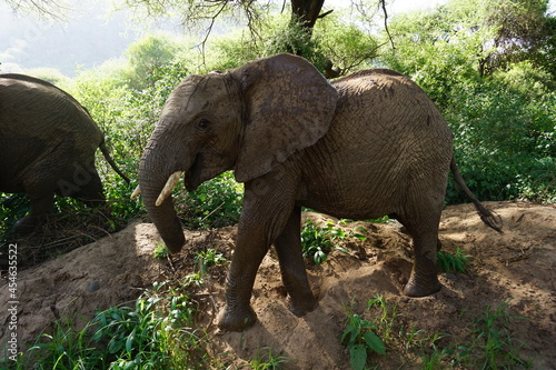 Elephant in Tarangire National Park, Tanzania, Africa.