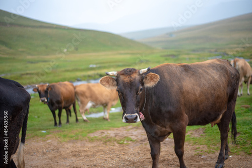 Mountain and cows on green meadow  summer landscape.