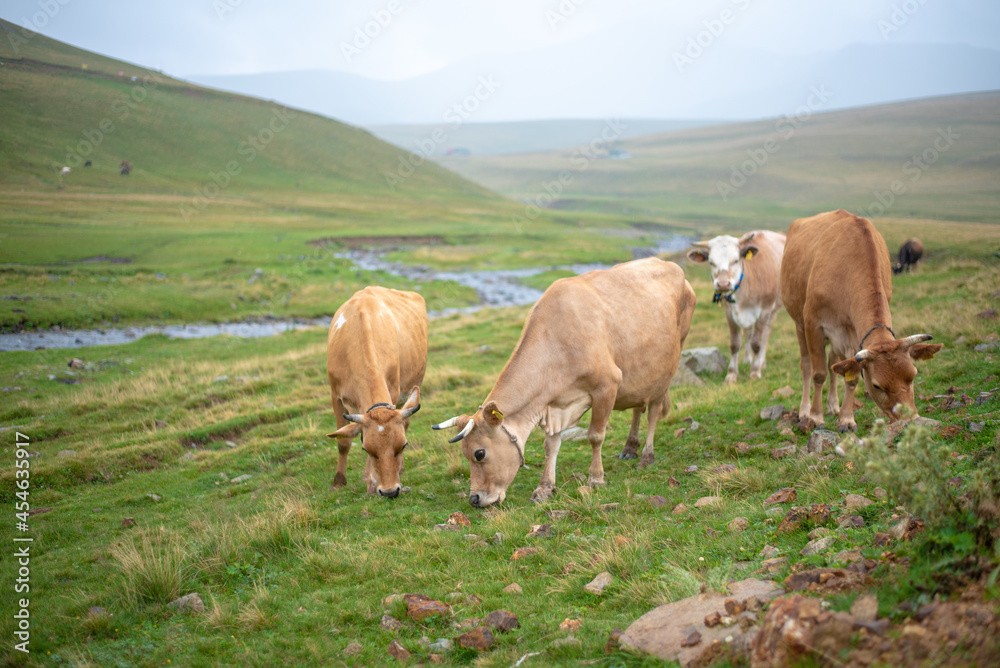 Mountain and cows on green meadow, summer landscape. Mountain and cows on green meadow, summer landscape.