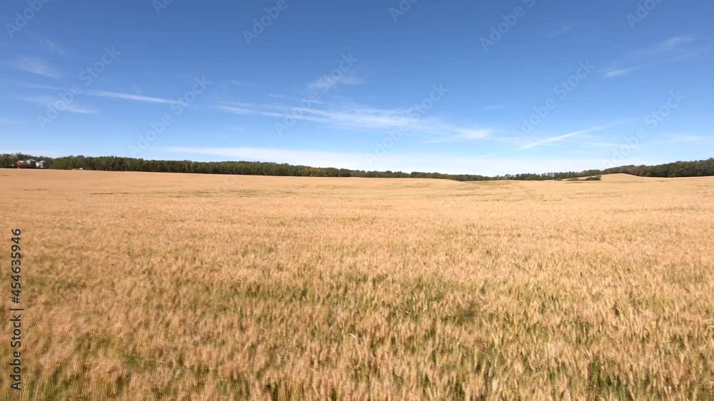 Wheat barley field ready to be harvested Wheat barley field ready to be harvested