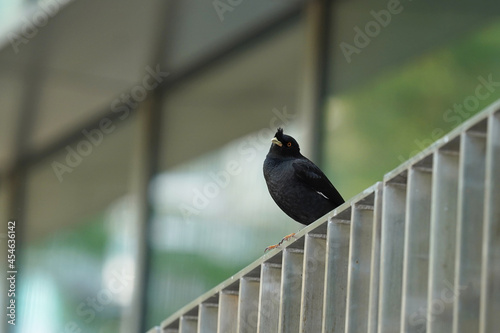 crested myna blackbird on a fence photo