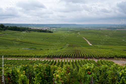 View on green pinot noir grand cru vineyards of famous champagne houses in Montagne de Reims near Verzenay, Champagne, France