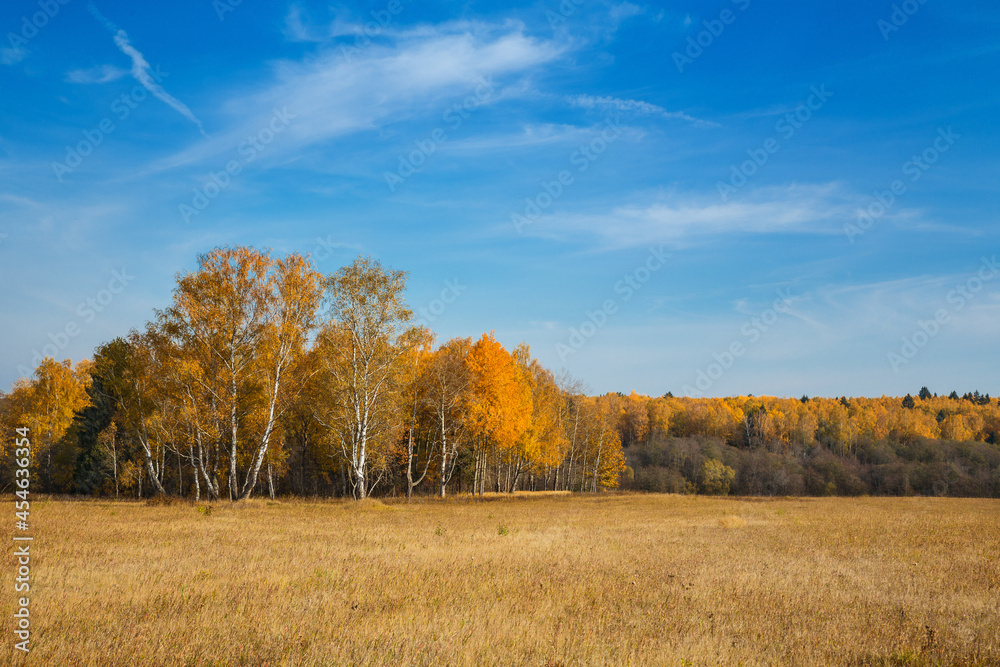 Autumn landscape, birch trees in a field near the forest, beautiful nature