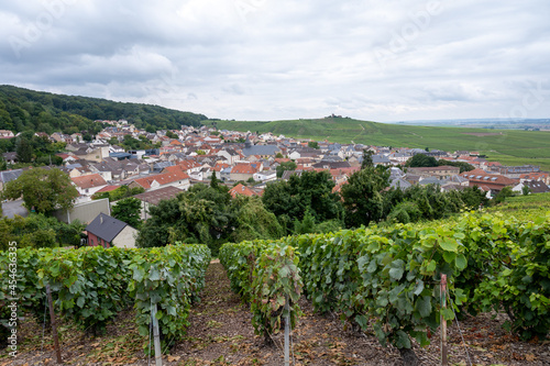 View on green pinot noir grand cru vineyards of famous champagne houses in Montagne de Reims near Verzenay  Champagne  France
