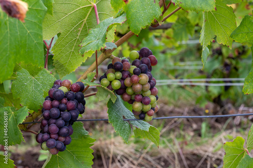 Pinot noir wine grapes ripening on grand cru vineyards of famous champagne houses in Montagne de Reims near Verzenay, Champagne, France