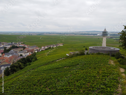 View on green pinot noir grand cru vineyards of famous champagne houses in Montagne de Reims near Verzenay, Champagne, France © barmalini