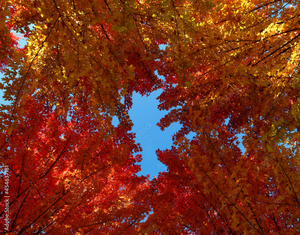 Canopy of Red Maple trees in fall colors