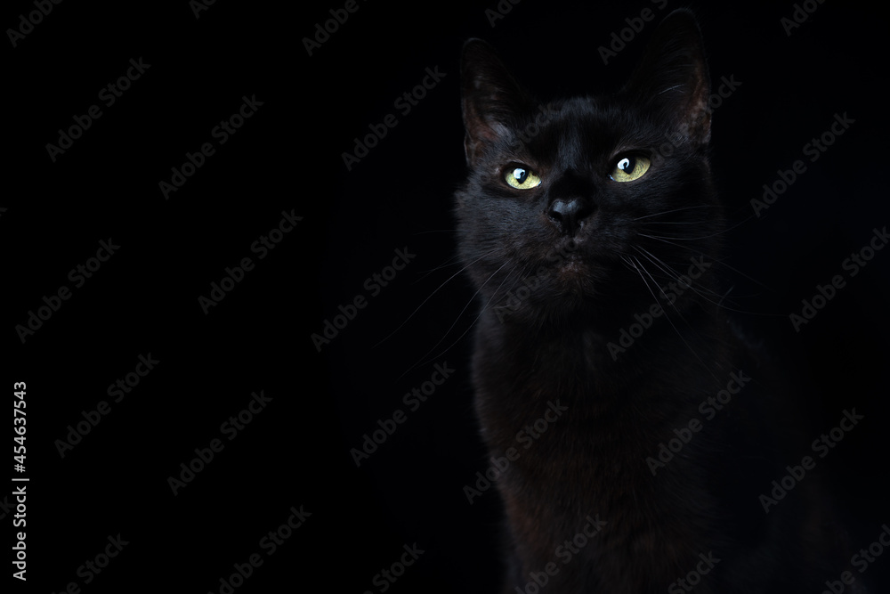 black cat portrait on black background with lens flare