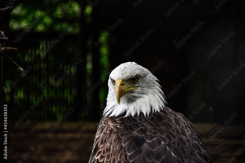 Obraz premium portrait of a eagle