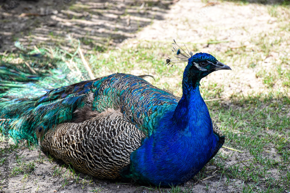 Fototapeta premium peacock with feathers