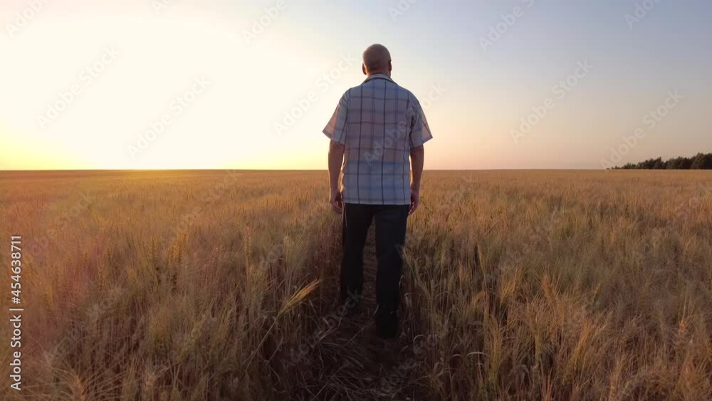 Senior farmer or agronomist checks the ears of grain in a wheat field at sunset.The concept of grain harvesting in agriculture. Senior farmer or agronomist checks the ears of grain in a wheat field at sunset.The concept of grain harvesting in agriculture.