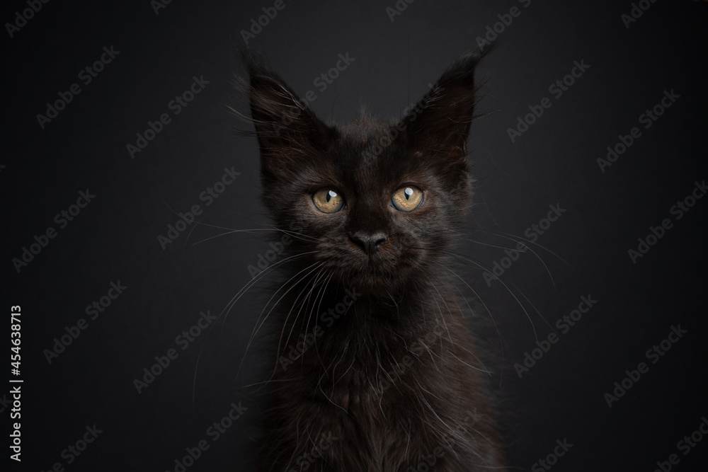 cute black maine coon kitten looking at camera on dark gray background