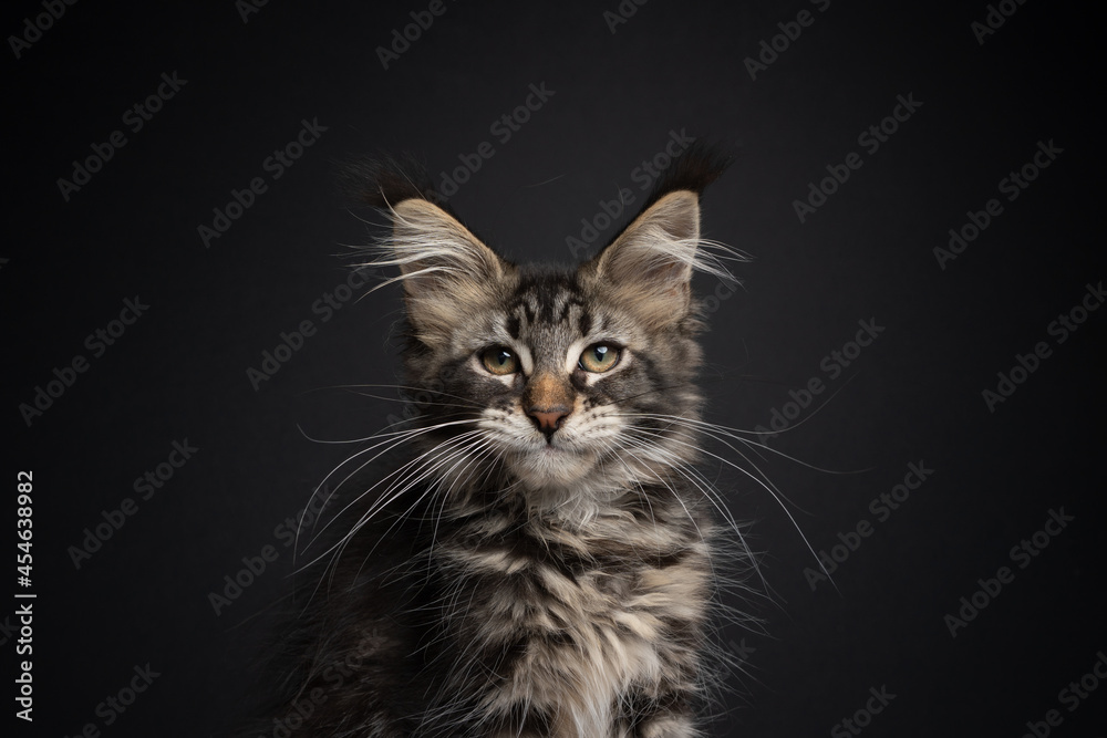 Fototapeta premium beautiful tabby maine coon kitten with long whiskers portrait on black background