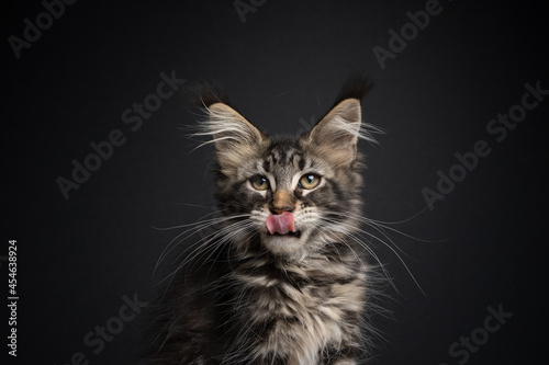hungry tabby maine coon kitten portrait licking lips on black background with copy space © FurryFritz
