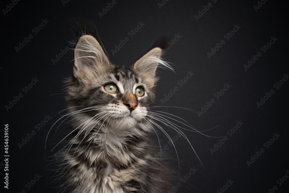 beautiful tabby maine coon kitten with long whiskers portrait on black background looking away beautiful tabby maine coon kitten with long whiskers portrait on black background looking away