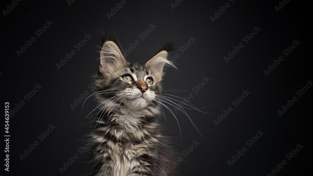beautiful tabby maine coon kitten with long whiskers portrait on black background looking away
